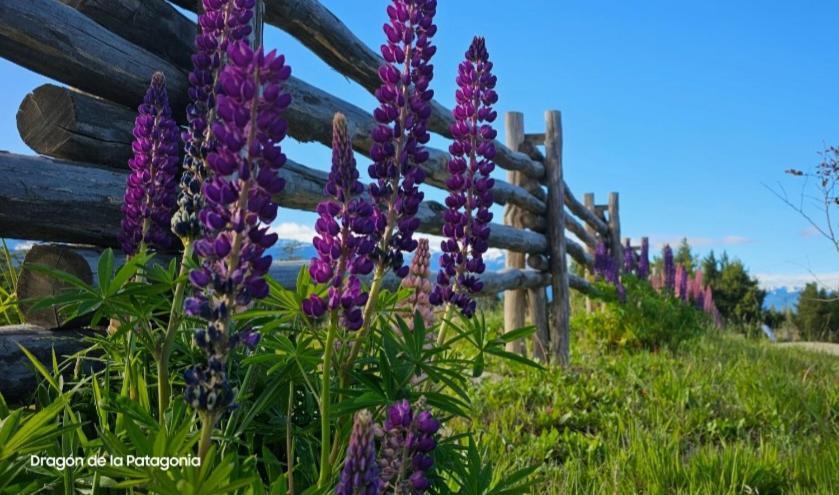 شقة Turismo Y Cabanas Dragon De La Patagonia كوكرين المظهر الخارجي الصورة